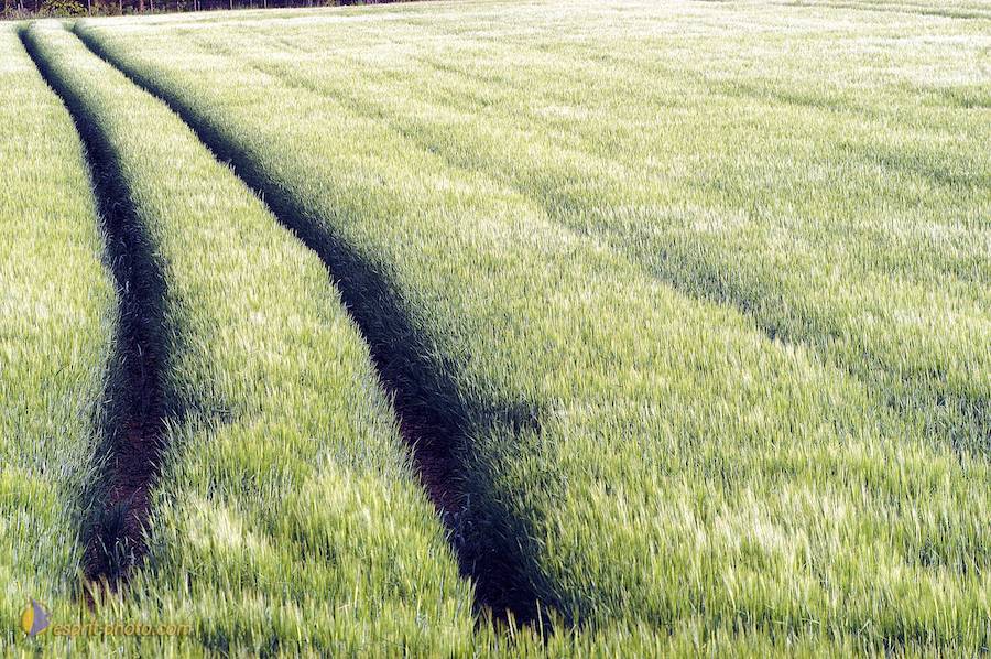 Nom de l'image : D1133260-nef-01_(c)Norbert-JUNG — Description :